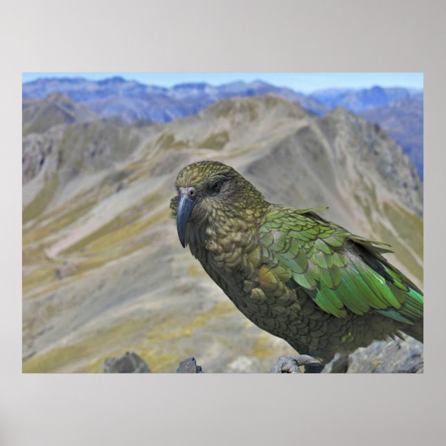 Kea on Avalanche Peak Poster (Vorne)