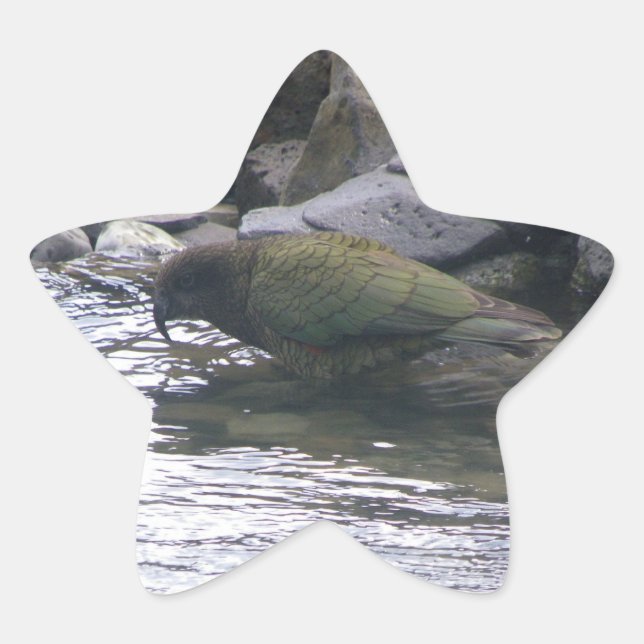 Kea Stern-Aufkleber (Vorderseite)