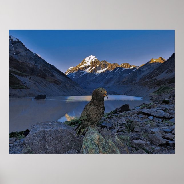 Kea und Aoraki Poster (Vorne)