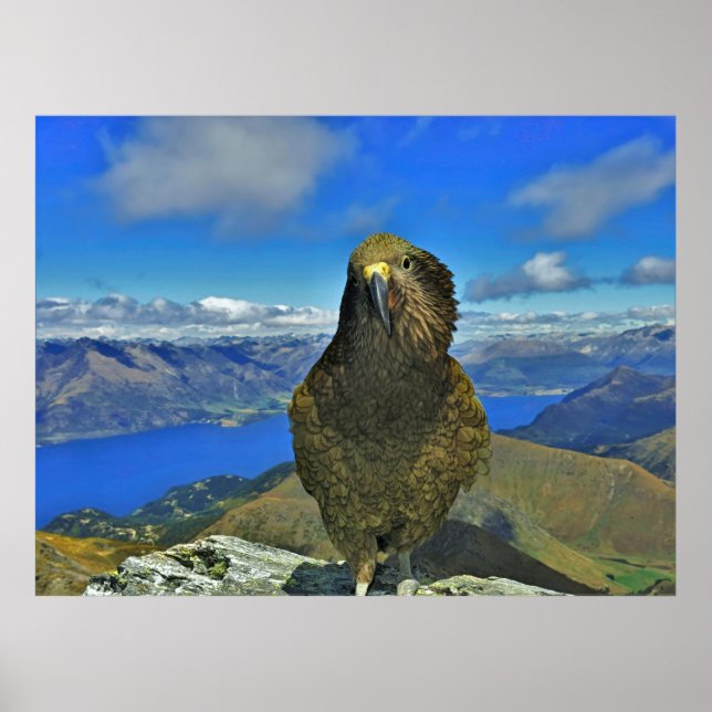 Kea von Ben Lomond Poster (Vorne)