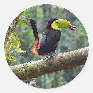 Keel Billed Toucan Runder Aufkleber