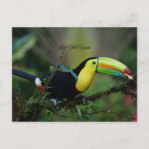 Keel Billed Toucan, tropischer Vogel Postkarte