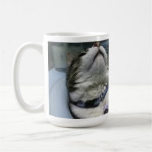 Keeno in der Sink-Tasse 1
