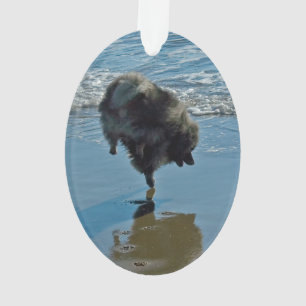 Keeshond Ballet Photographie - Joli chien d'origin