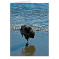Keeshond Ballet Photographie - Joli chien d'origin