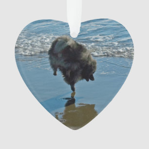Keeshond Ballet Photographie - Joli chien d'origin