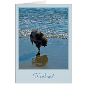 Keeshond Ballettfotos - Niedliche Original Dog Art