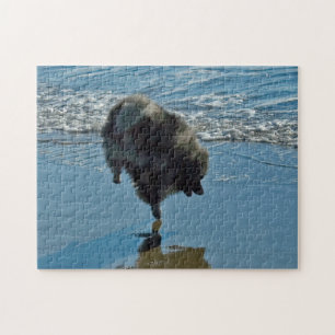 Keeshond Ballettfotos - Niedliche Original Dog Art