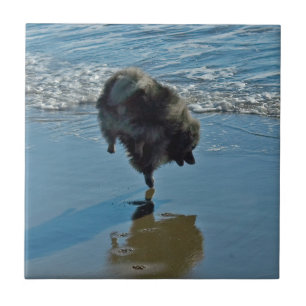 Keeshond Ballettfotos - Niedliche Original Dog Art Fliese