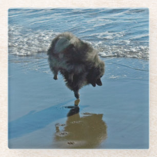 Keeshond Ballettfotos - Niedliche Original Dog Art Glasuntersetzer