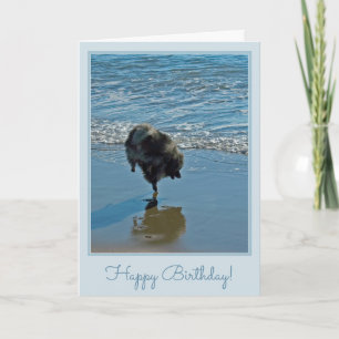 Keeshond Ballettfotos - Niedliche Original Dog Art Karte