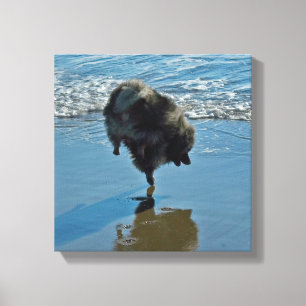 Keeshond Ballettfotos - Niedliche Original Dog Art Leinwanddruck