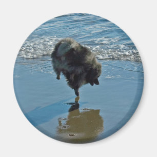 Keeshond Ballettfotos - Niedliche Original Dog Art Magnet