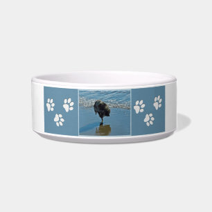 Keeshond Ballettfotos - Niedliche Original Dog Art Napf