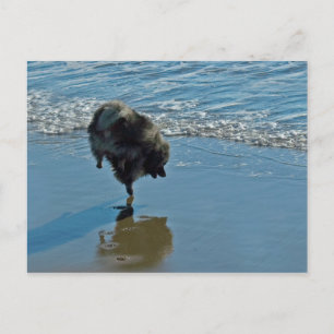 Keeshond Ballettfotos - Niedliche Original Dog Art Postkarte
