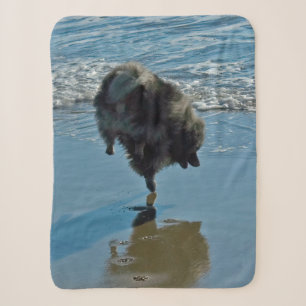 Keeshond Ballettfotos - Niedliche Original Dog Art Sherpadecke