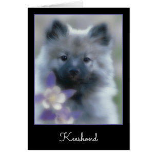 Keeshond et Columbine - Photo de chien