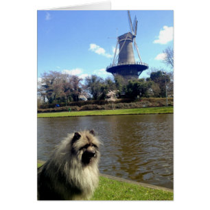 Keeshond et moulin à vent néerlandais