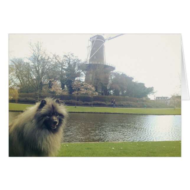 Keeshond et Windmill (Devant Horizontal)