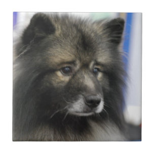 Keeshond-Fliese Fliese