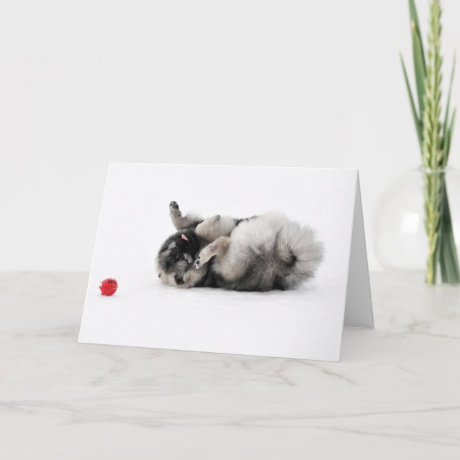 Keeshond-Gruß-Karte Karte (Vorderseite)