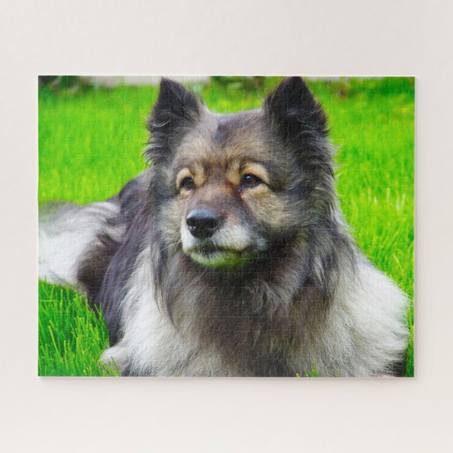 Keeshond Hund. (Horizontal)