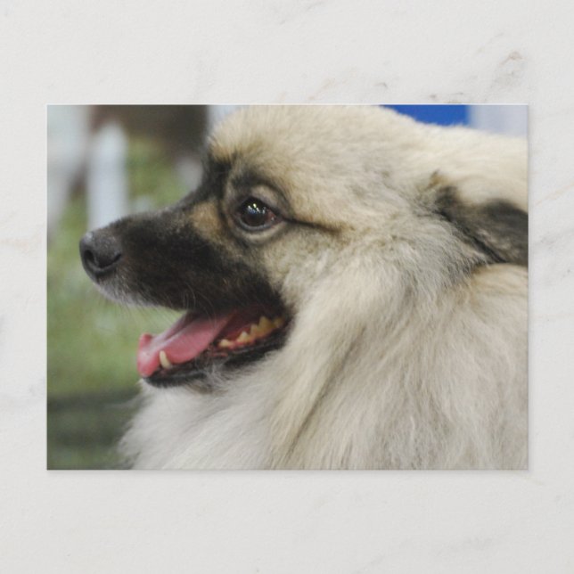 Keeshond Hund Postcard Postkarte (Vorderseite)