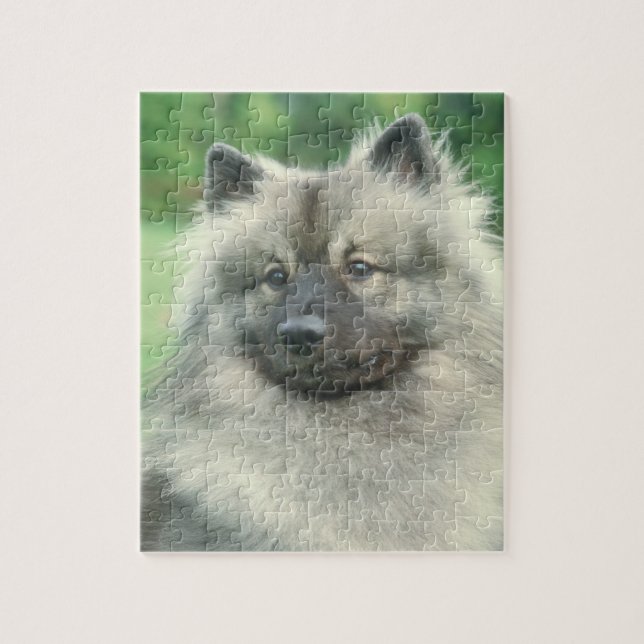 Keeshond-Hundepuzzlespiel (Vertikal)