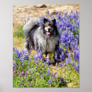 Keeshond im Lupine Bloom Poster