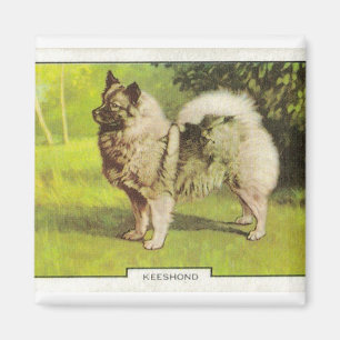 Keeshond Magnet