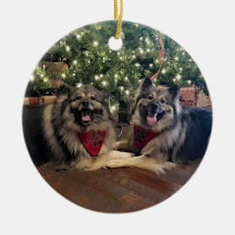 Keeshond mit Weihnachtsbaum