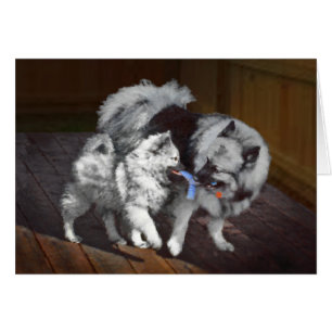 Keeshond Playtime Malerei - Niedliche Original Dog