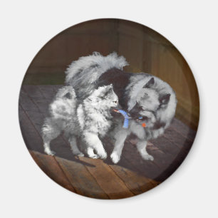 Keeshond Playtime Malerei - Niedliche Original Dog Magnet