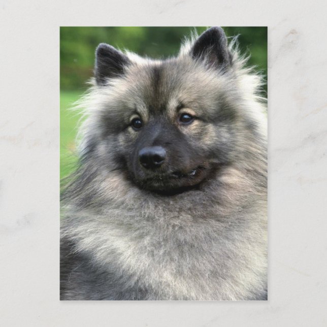Keeshond Postkarte (Vorderseite)