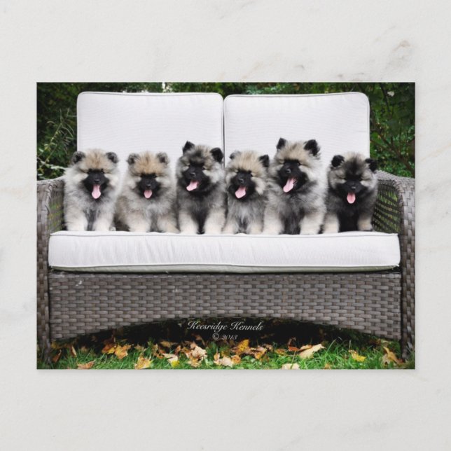 Keeshond Puppies Postkarte (Vorderseite)