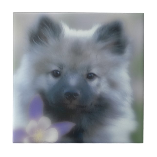 Keeshond und Columbine - Hundfoto Fliese (Vorderseite)