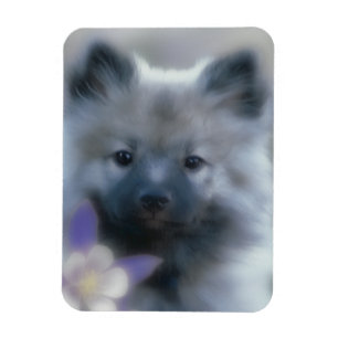 Keeshond und Columbine - Hundfoto Magnet