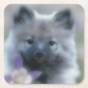 Keeshond und Columbine - Hundfoto Rechteckiger Pappuntersetzer