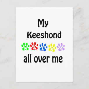 Keeshond Walks Design Postkarte