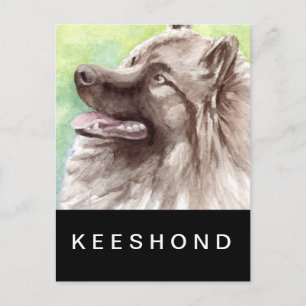 Keeshond Watercolor Portrait Postkarte