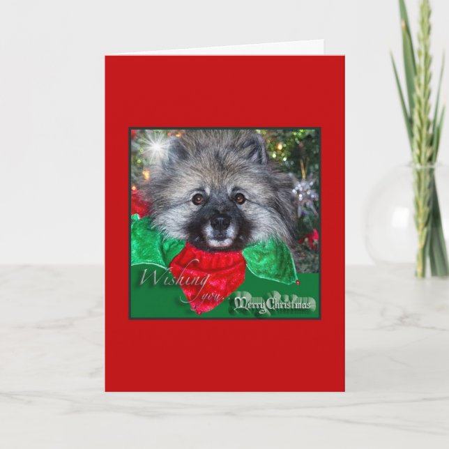 Keeshond-Weihnachtskarte Feiertagskarte (Vorderseite)