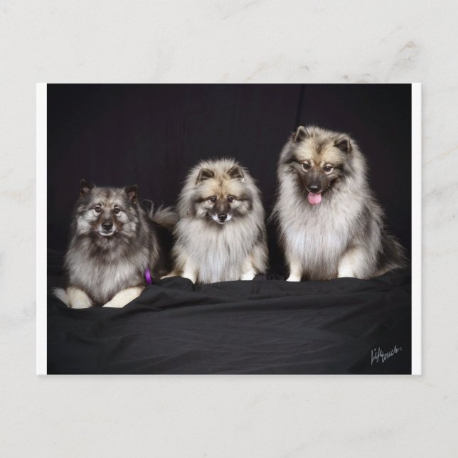 Keeshonden "Für Behalt!" Postkarte (Vorderseite)