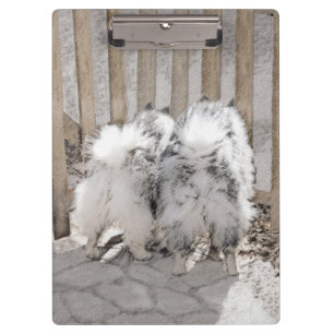 Keeshonds at Gate Painting - Original Dog Art Klemmbrett