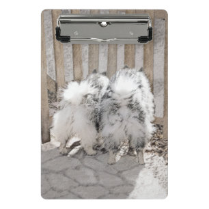 Keeshonds at Gate Painting - Original Dog Art Mini Klemmbrett