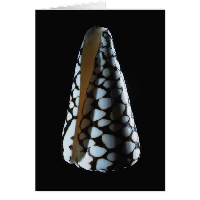 Kegel-Muschel 2 (Vorne)