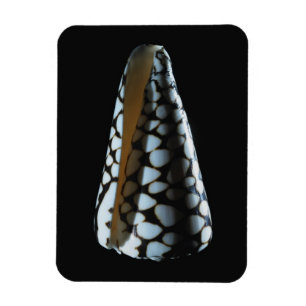 Kegel-Muschel 2 Magnet