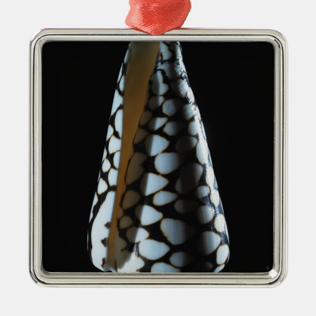 Kegel-Muschel 2 Silbernes Ornament (Vorne)