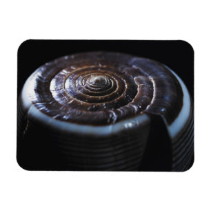 Kegel-Muschel Magnet
