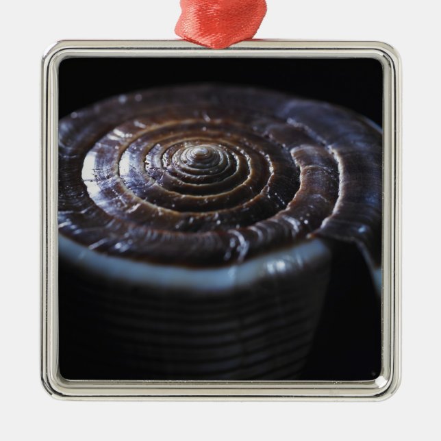 Kegel-Muschel Silbernes Ornament (Vorne)