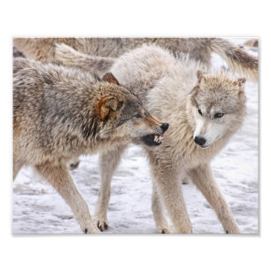 Keine Angst zeigen - Wolf zeigt Dominanz Fotodruck